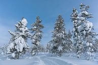 een pad onder de sneeuw. bomen langs de weg. van Robinotof thumbnail