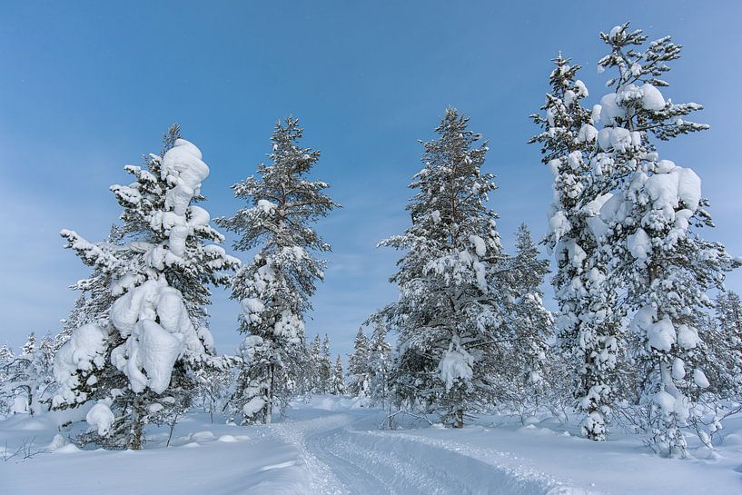 een pad onder de sneeuw. bomen langs de weg. van Robinotof