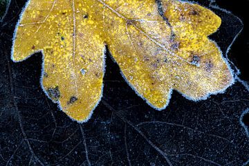 Feuilles d'automne gelées, Érable champêtre