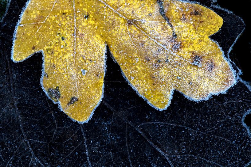 Frozen autumn leaves, Field Maple, Hedge maple by Wil Leurs