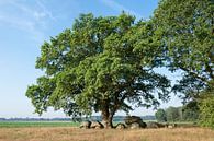 Hunebed D42 van Richard Wareham thumbnail