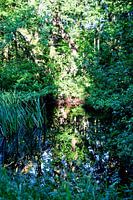 boom met spiegelbeeld in water