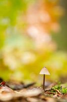 typisch herfst