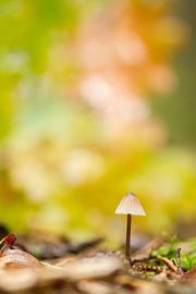 typisch herfst von leon mulder