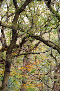 Herfst in het bos van Piet Hein Schuijff