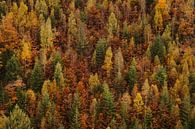 Wall of trees van Bram Busink thumbnail