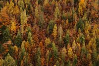 Wall of trees