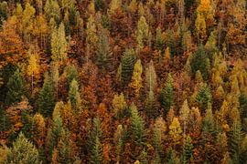 Mauer aus Bäumen von Bram Busink