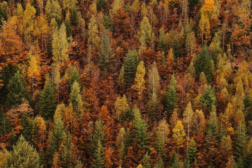 Wall of trees van Bram Busink