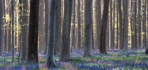Hallerbos 2021 5