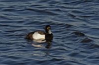 Tufted duck in the lake