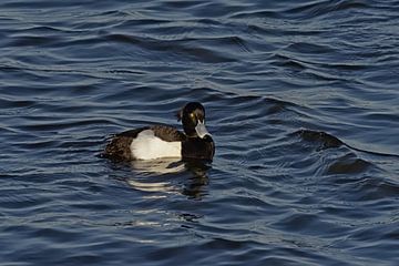 Tufted duck in the lake by Kristof Lauwers