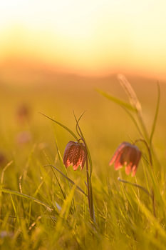 Fritillaria meleagris auf einer Wiese während eines Frühlings-Sonnenaufgangs