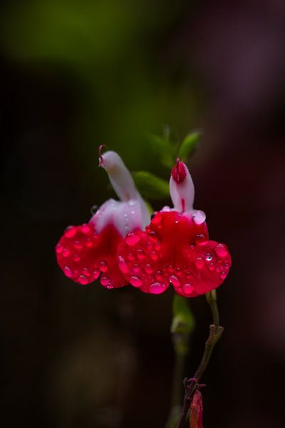 Hot Lips In The Rain by Mr White Takes Pictures