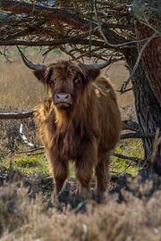 Schottische Highlander von Marieke Deinum