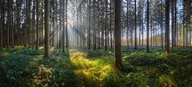 Sunny forest