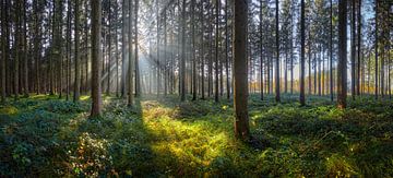 Zonnig bos van Silvio Schoisswohl