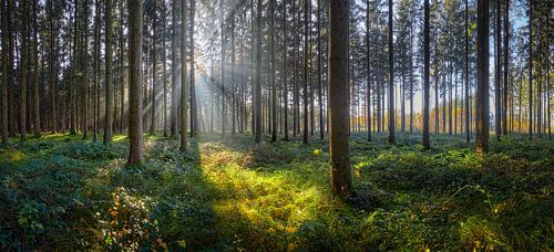 Zonnig bos