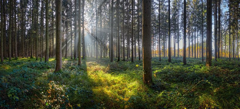 Forêt ensoleillée par Silvio Schoisswohl