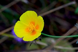Gelbe Nachtmütze mit orangefarbenem Akzent