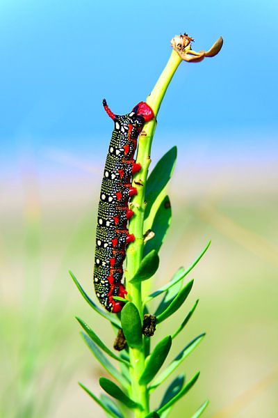Spurgeon hawk by Mark Bos
