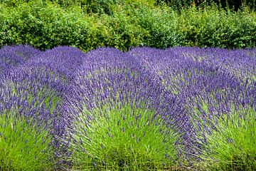 Downderry Nursery, Lavendelkwekerij, Tonbridge, Engeland van Lieuwe J. Zander