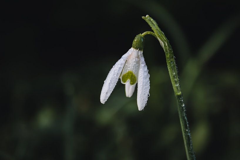 Snowdrop with dewdrops by Ruud van Wilgen