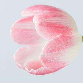 Simple pink tulip von Karin van Waesberghe