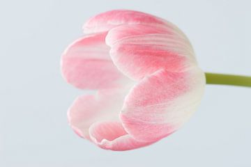 Eenvoudige Roze tulp van Karin van Waesberghe