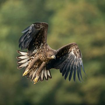 in powerful flight... White-tailed Eagle *Haliaeetus albicilla* van wunderbare Erde