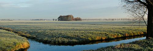 kou in de polder