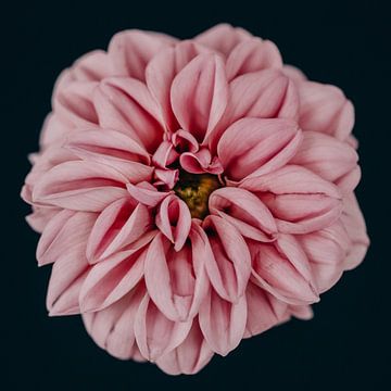 Dahlia - Macrofoto van een Dahlia bloem van Karin Bakker Fotografie