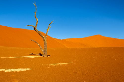 Schaduw van de eeuwigheid - bomenlandschap in Dead Vlei, Namibië