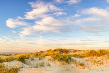 Abendlicht über den Nordseedünen