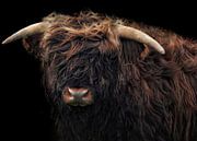 Schotse hooglander tegen zwarte achtergrond (kleur) van Maickel Dedeken thumbnail