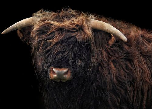 Scottish highlander against black background (colour)