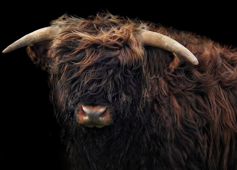 Schotse hooglander tegen zwarte achtergrond (kleur) van Maickel Dedeken