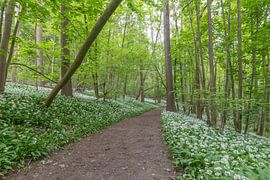 Der Weg zwischen einem Meer aus Weiß.