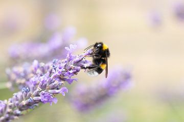 Bumblebee on top of lavender sur Lindy Hageman