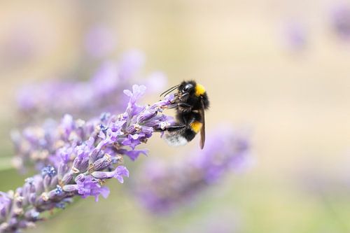 Bumblebee on top of lavender