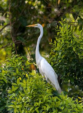 Grote zilverreiger by Maarten Verhees