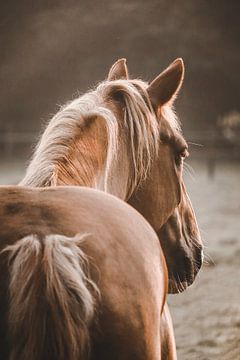 A dreamy horse by Manon Schuth