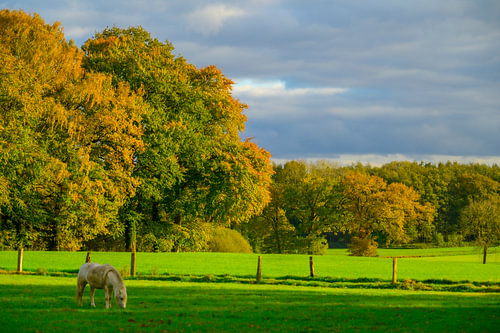 Paysage d'automne à Twente