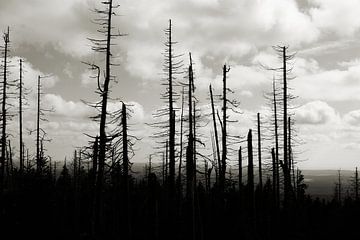 Dode bomen in een bos aan de voet van de Brocken bij Schierke