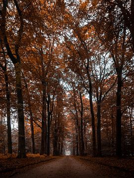 herfst in de slangenburg van Roy Kreeftenberg