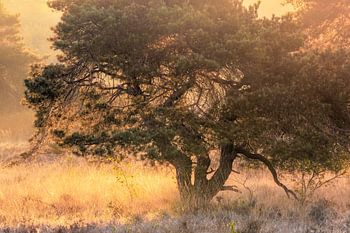Schönes Licht am Quin