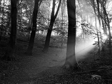 le soleil du matin à travers les arbres sur Marieke Funke