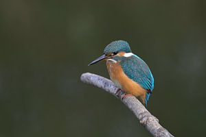 IJsvogel