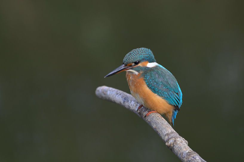 Kingfisher by Jan Jongejan