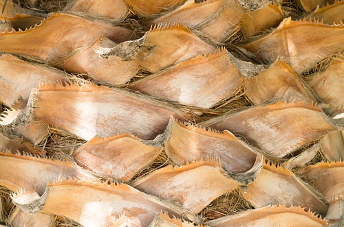 Macro-opname van de textuur van een bruine palmboomstam